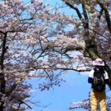 【2022年 関東版】お花見×アウトドアで桜を満喫できるおすすめスポット