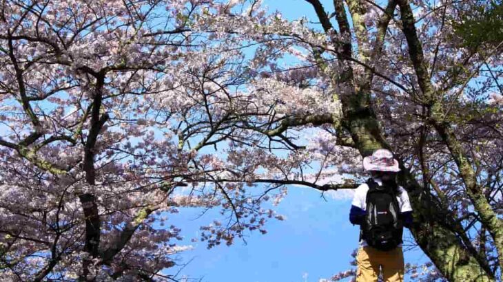 【2022年 関東版】お花見×アウトドアで桜を満喫できるおすすめスポット