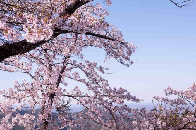 【2024年 東京都内】お花見 × アウトドアで桜を楽めるおすすめスポットを紹介