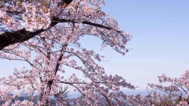 【2022年 東京都内】お花見 × アウトドアで桜を楽めるおすすめスポットを紹介