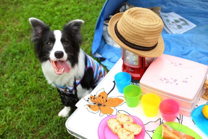 愛犬とキャンプを楽しもう！犬も喜ぶ便利なペット用品グッズを紹介