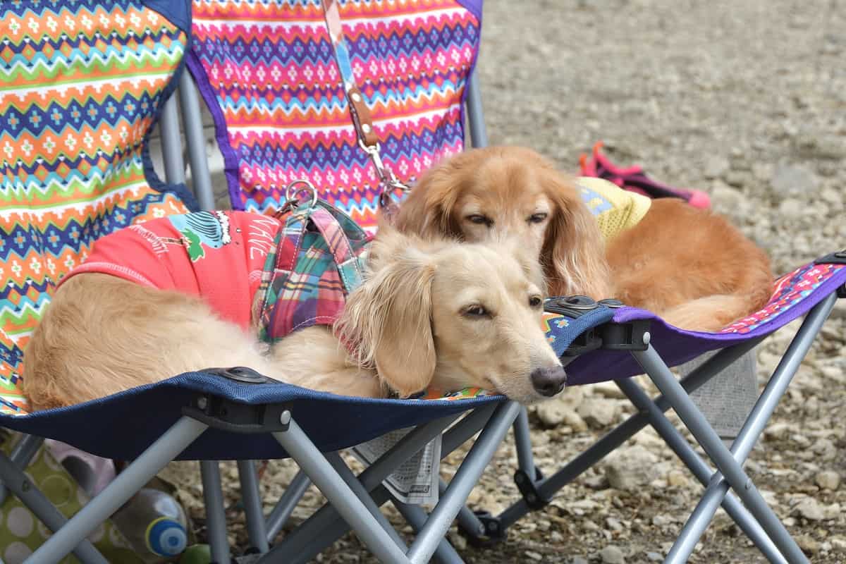 愛犬とキャンプを楽しもう！犬も喜ぶ便利なペット用品グッズを紹介 | Greenfield｜グリーンフィールド アウトドア＆スポーツ