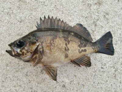 メバル釣り、岸壁からの釣り方やコツを紹介