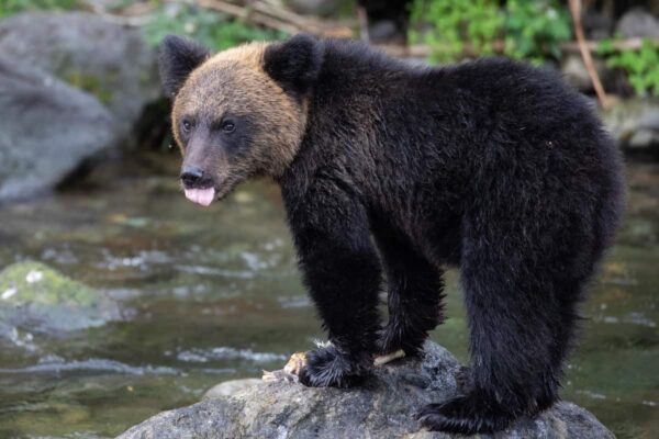 登山時の熊よけ方法を紹介！熊に出会わない方法や熊よけアイテムも紹介