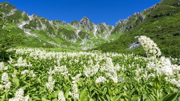 高所登山で見られる高山植物のお花畑！思わずうっとりするお花畑がある山をご紹介