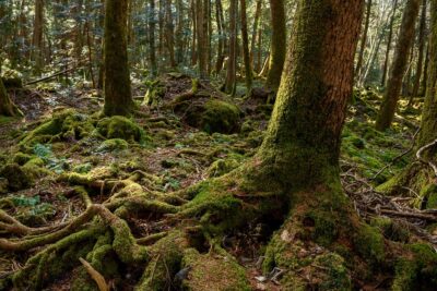登山におけるヤマビル対策方法