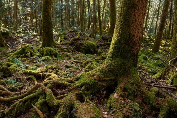 登山におけるヤマビル対策方法