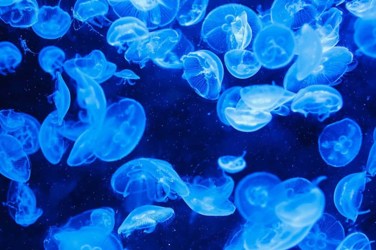 クラゲに刺されないようにする