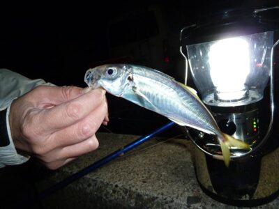 秋の夜釣りで釣れる魚と必須アイテムについて