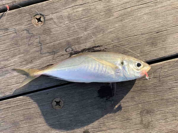 アジ（鯵）の釣れる時間や釣り場ポイントの探し方