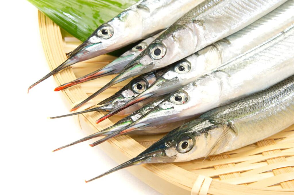 サヨリの釣れる時間や場所は?仕掛けや餌などのポイントもおさえよう | Greenfield(グリーンフィールド)