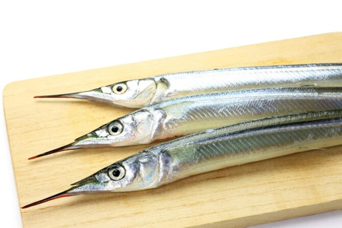 サヨリの釣れる時間や場所は?仕掛けや餌などのポイントもおさえよう | Greenfield(グリーンフィールド)
