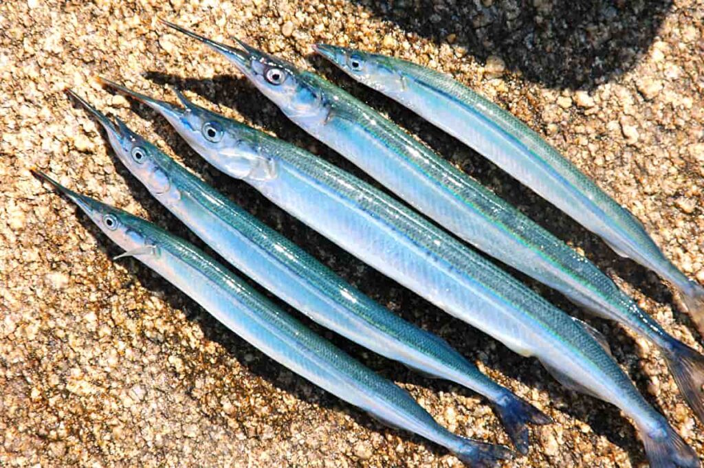 サヨリの釣れる時間や場所は?仕掛けや餌などのポイントもおさえよう | Greenfield(グリーンフィールド)