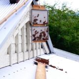 登山でのスズメバチ対策と刺された際の対応方法