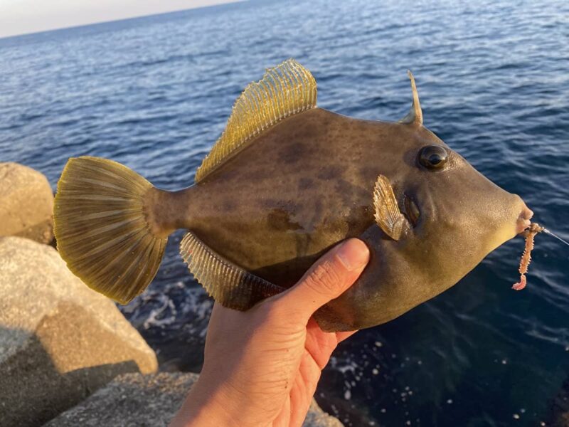 カワハギ釣りの仕掛けやエサ、釣り場ポイントを説明します | Greenfield(グリーンフィールド)