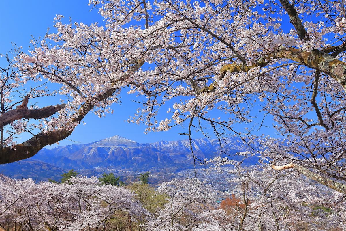 花見　登山 関東