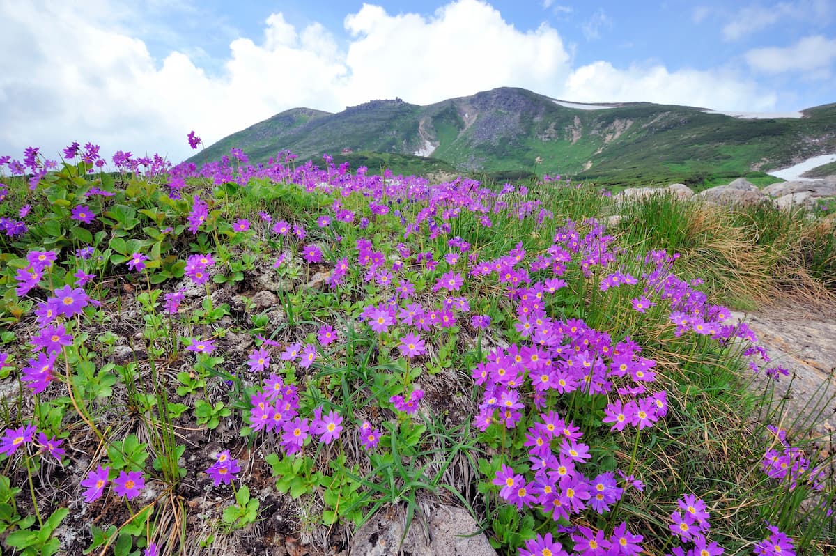春の花が咲く登山　北海道
