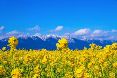 【2024年版】関西エリアでお花見登山ができる山5選