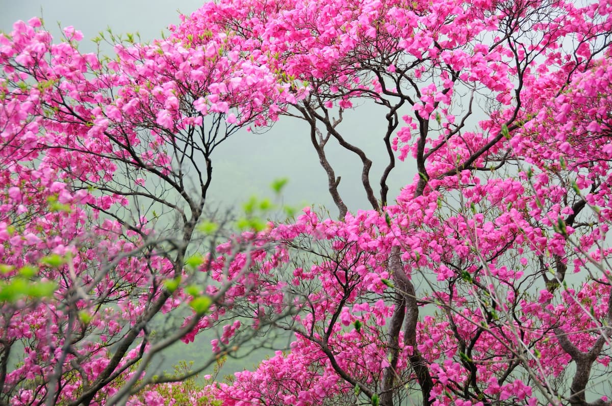 春の花が咲く登山 　九州