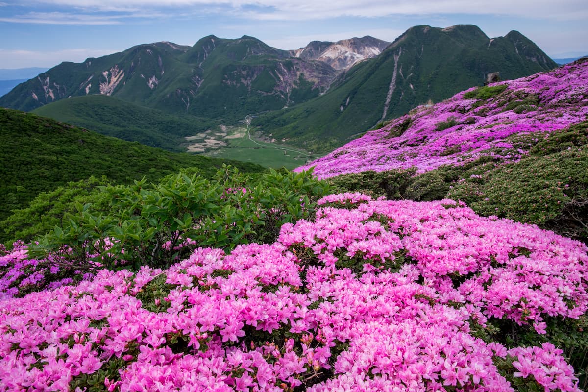 春の花が咲く登山 　九州
