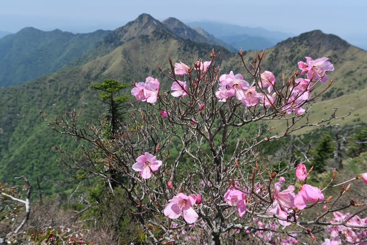 春の花が咲く登山四国