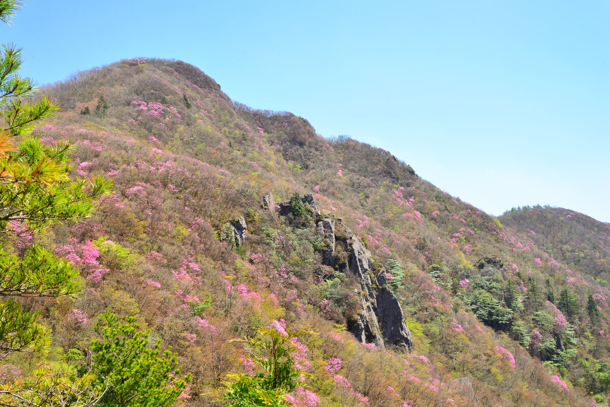 春の花が咲く登山　四国