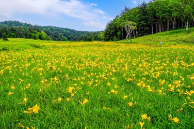 【2024年版】北陸エリアでお花見登山ができる山5選