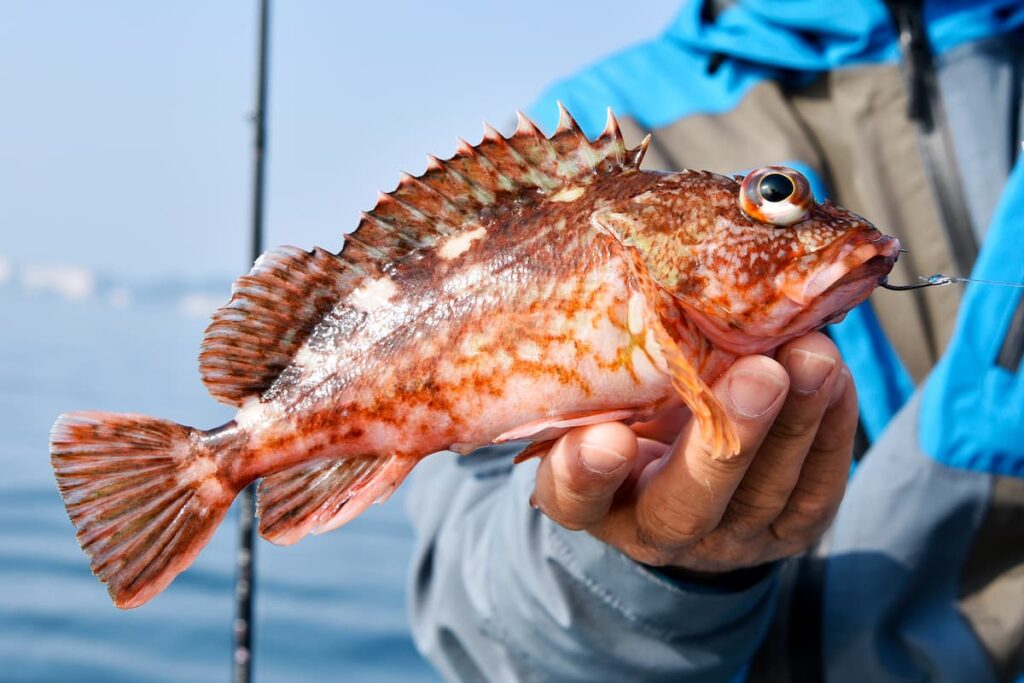 はじめてのカサゴ釣り、カサゴの生態から釣り方までご紹介 | Greenfield(グリーンフィールド)