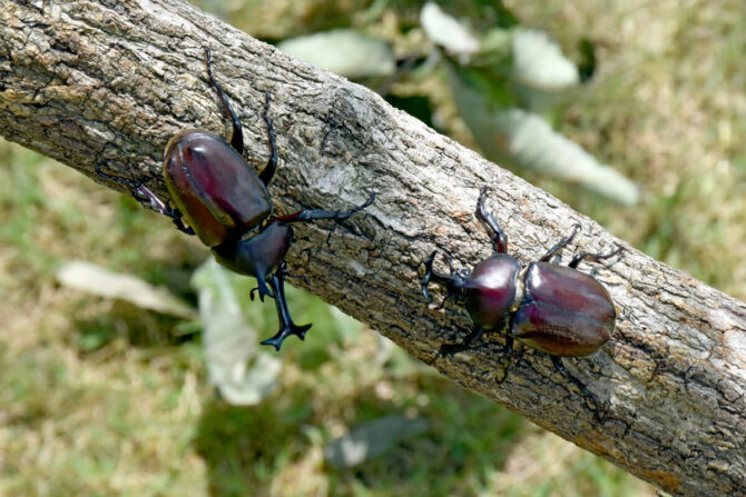 カブトムシの捕まえ方のコツは？カブトムシ採集者必見！