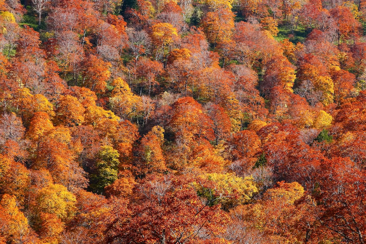 本格登山で紅葉を楽しむコース紹介