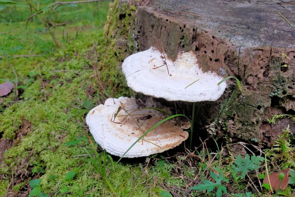 キャンプ　危険な木の見分け方