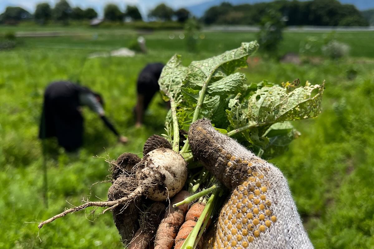 野菜を採取する画像