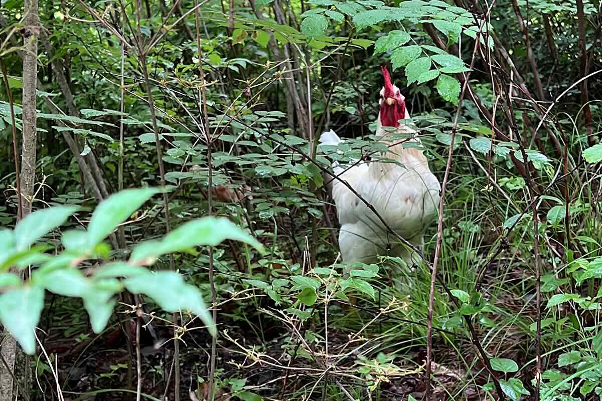 山羊男の自給自足的な暮らし