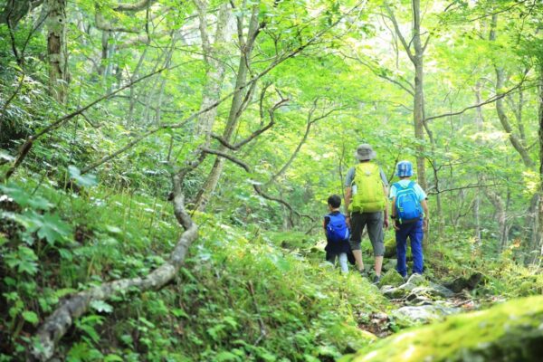 今日からできるストレス解消法！私の「森林浴」の実践ポイントまとめ