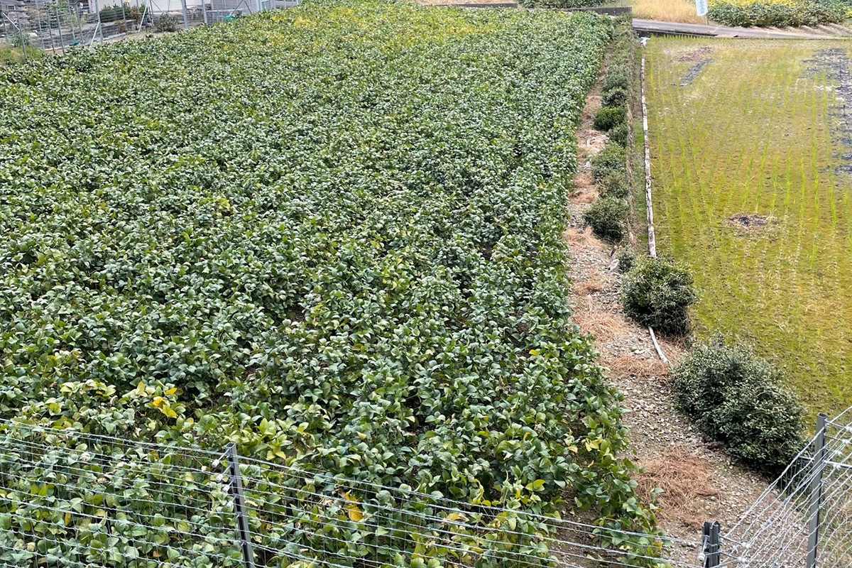 あけぼの大豆と枝豆のおいしいゆで方