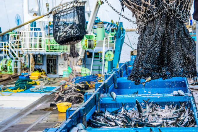 食べられずに廃棄される魚がある？フードロスに貢献できる「未利用魚」とは