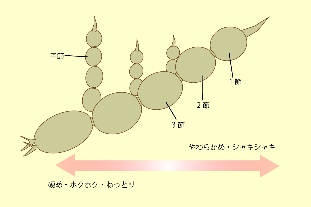 れんこんの部位　調理法の紹介