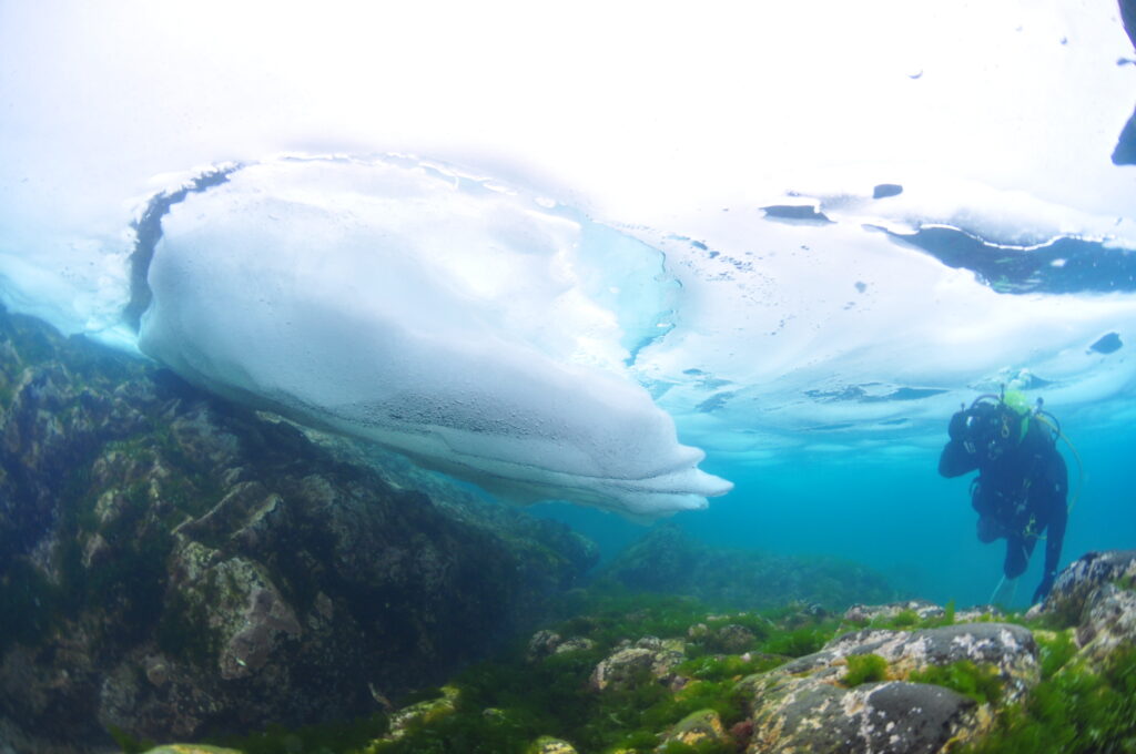 流氷ダイビング