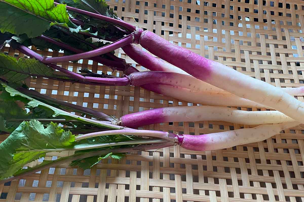 冬〜初春が旬の彩りレア野菜の紹介