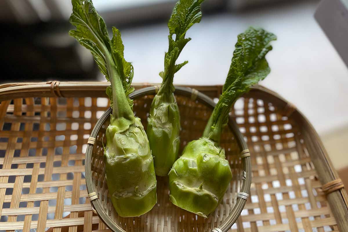 冬〜初春が旬の彩りレア野菜の紹介