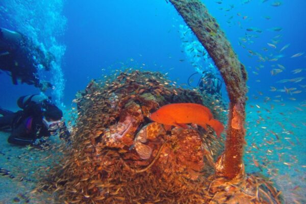 世界遺産の島で出合う神秘の海 〜屋久島ダイビング完全ガイド〜