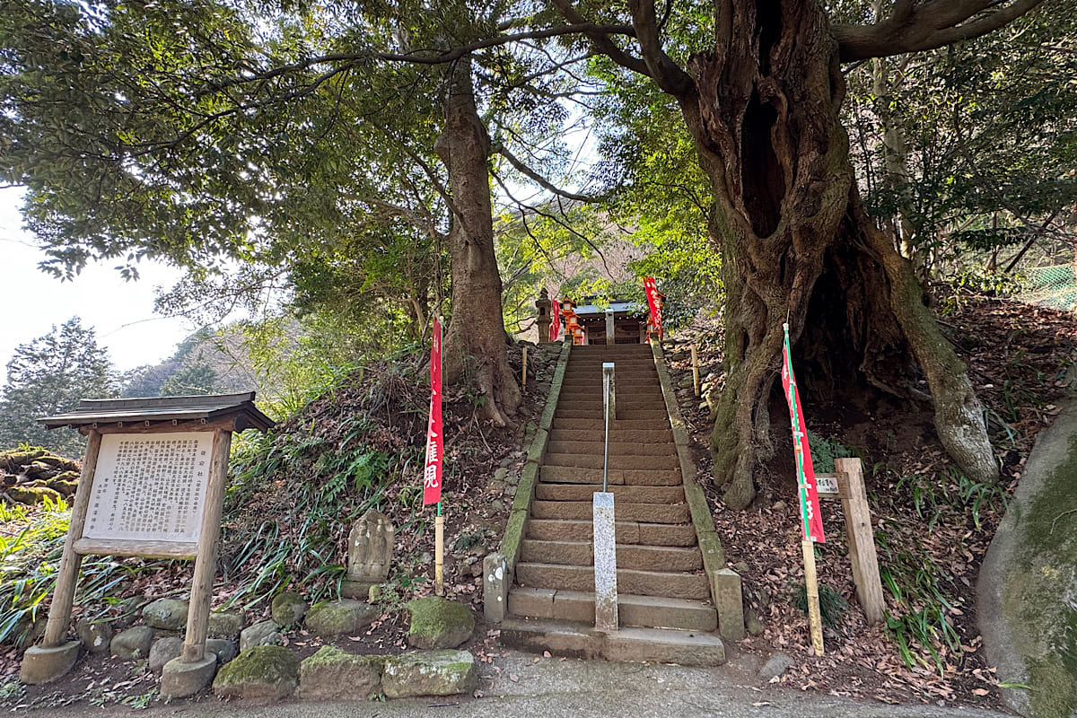 不動尻ミツマタ大群生地