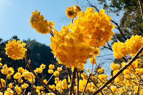 家族連れにもおすすめ！春の香り漂う不動尻ミツマタ大群生地を紹介