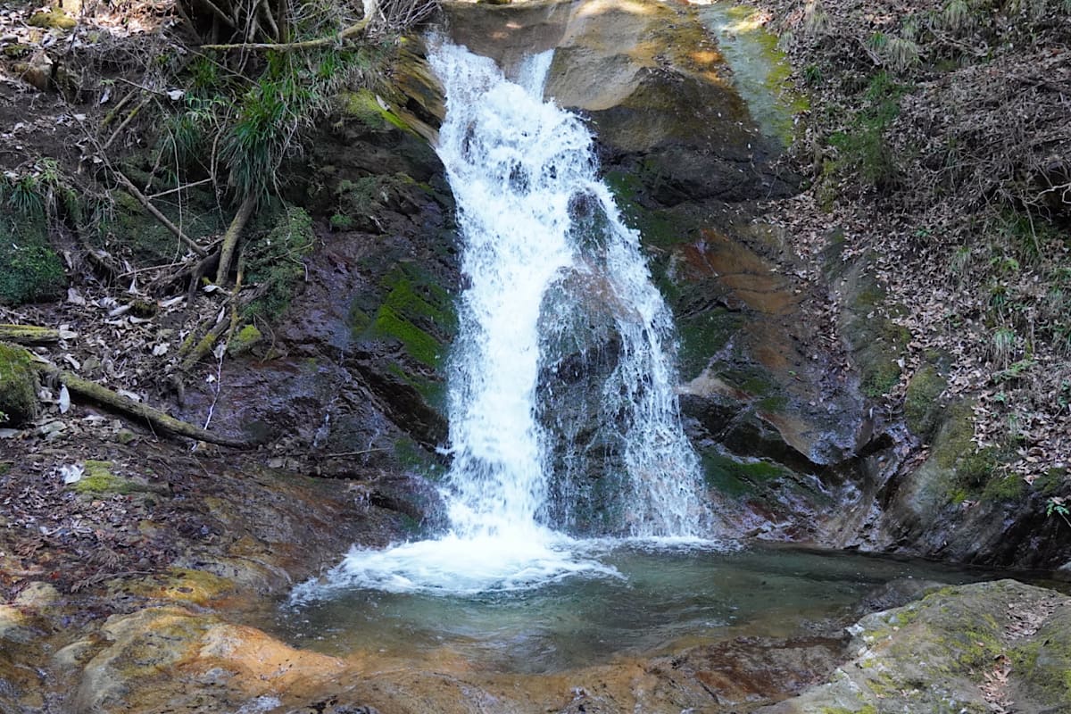 不動尻ミツマタ大群生地