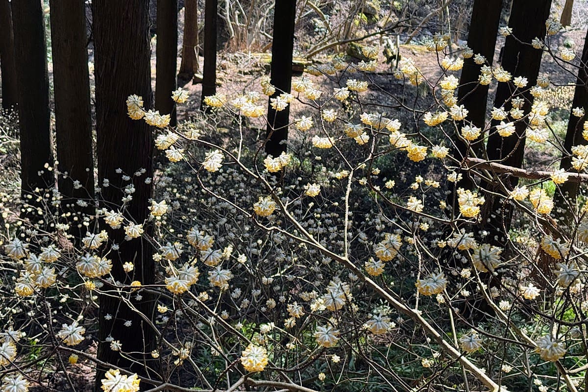 不動尻ミツマタ大群生地