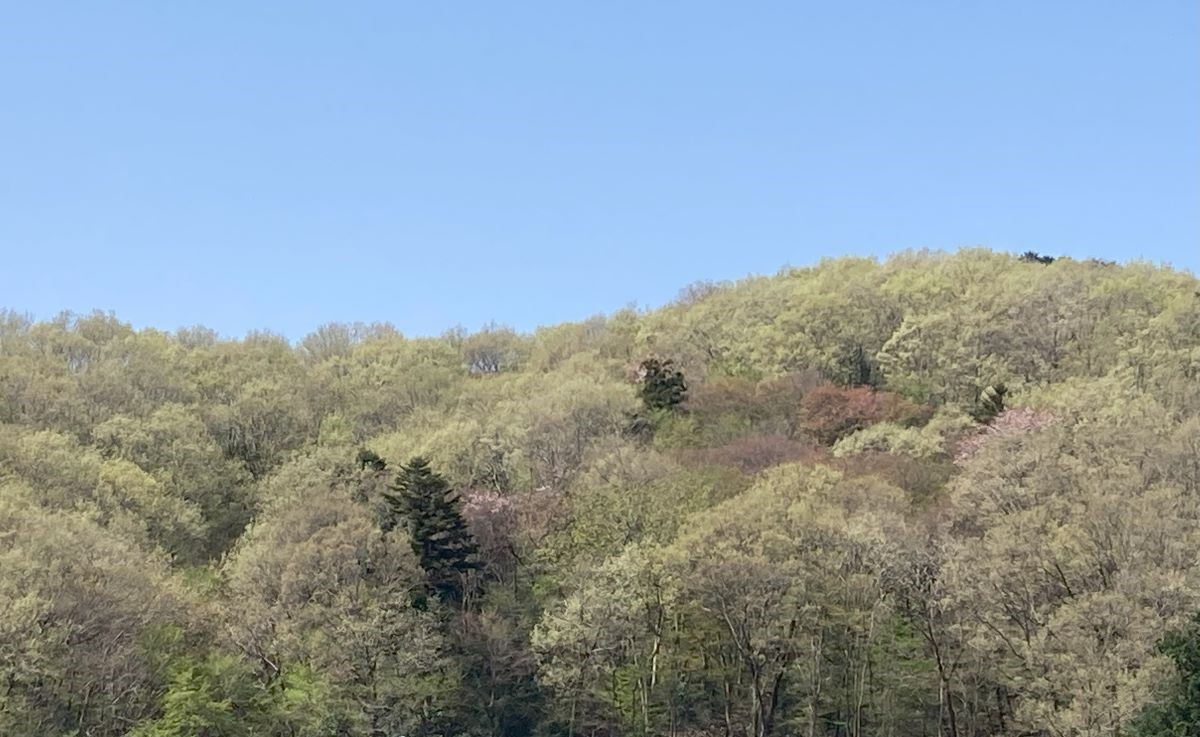 春　早春　雑木林　花