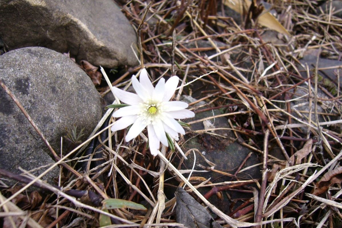 春 早春 雑木林 花
