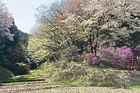 早春の田んぼは魅力がいっぱい！この時季にしか出合えない生きものを見つけよう