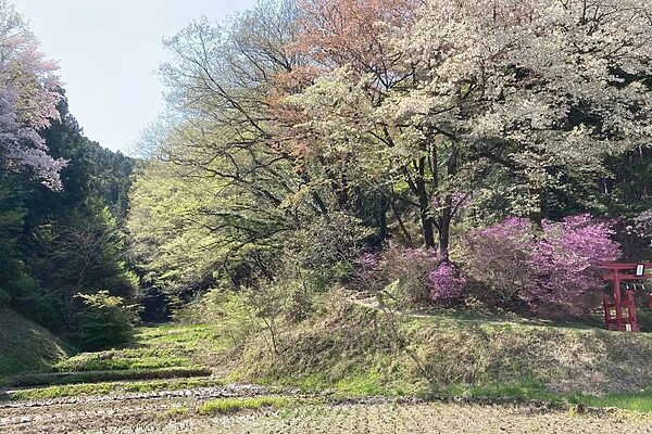 早春の田んぼは魅力がいっぱい！この時季にしか出合えない生きものを見つけよう