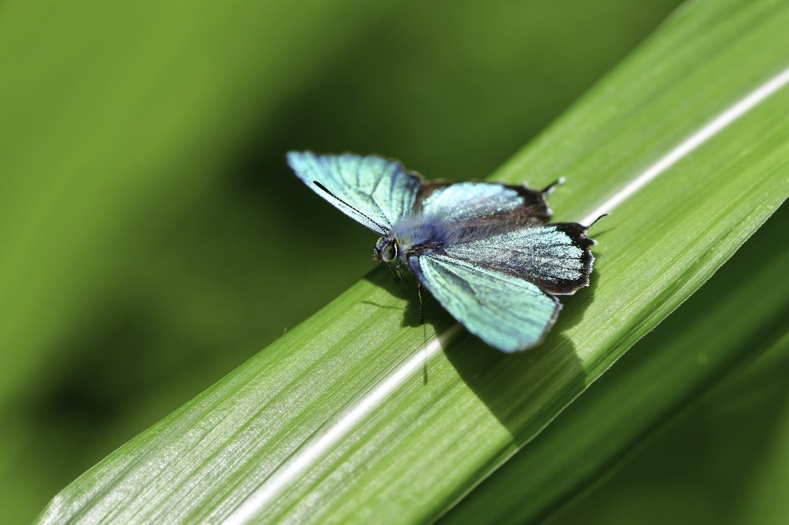 昆虫　自然観察　生物多様性